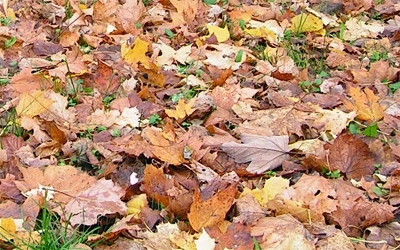 (c) mein-nachbarrecht.de: Rutschiges Herbstlaub